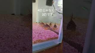 4匹じゃなくて2匹です #アクアリウム #aquarium #コリドラス