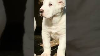 strongest dog in tha world 🌍 | Alabai biggest dog 💪 | power full dog breed | #dog #shorts #video