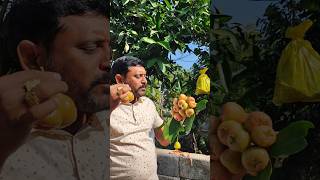 మా తిప్పలు కాయలు కాపాడుకోవడానికి! #waterapples #healthyfruits #viralshots #gardening #vaaraahirishi