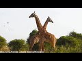 funniest giraffes fighting ever