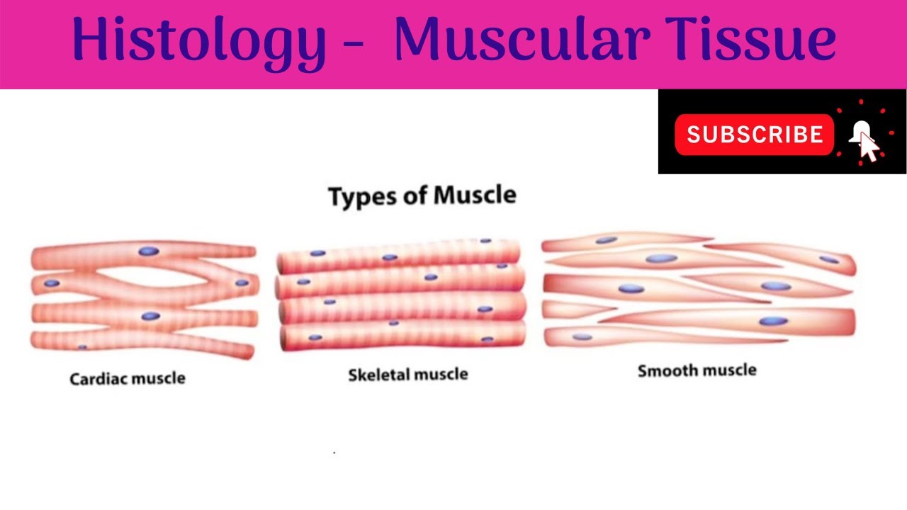 Muscular Tissue Skeletal Smooth And Cardiac Muscle Muscular Tissue Skeletal Smooth And Cardiac Muscle