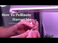 How To Pollinate Haworthia