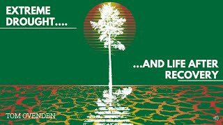 How do trees respond to extreme drought? - SciComm animation or cutting edge forest research