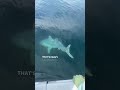 crazy encounter with mr. b and this porbeagle shark 🦈 lastmangoboatworks seethegoodside