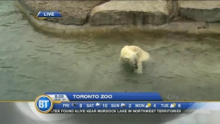 Saying goodbye to Juno the polar bear! (Part 2 of 3)