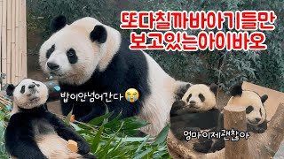 105. 루이나무에서 떨어진뒤로 노심초사하는 아이바오😭밥을먹지만 계속 불안해하면서 먹는엄마,,🥹