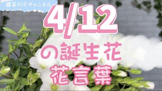 4/12の誕生花と花言葉【園芸のぶチャンネル】【４月】【１２日】【ガーデニング】【雑学】【トリビア】【アレナリアモンタナ】