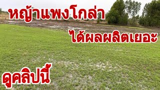 ลุงวิมล พาชมแนวทางการบำรุงรักษาหญ้าแพงโกล่าให้ได้ผลผลิตเยอะ