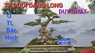 THÍCH THÚ với TP DUỐI DÁNG LONG duy nhất ở khu trưng bày TL của anh THÀNH * HỘI DUỐI VIỆT NAM * .