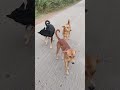 subah subah ghumne nikle streetdogkalu shortviral shorts viral doglover doglife dogfights