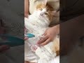 肉球の毛をカットされる猫【マリー（メインクーン）】