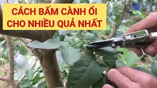 Cách bấm cành ổi cho nhiều quả nhất