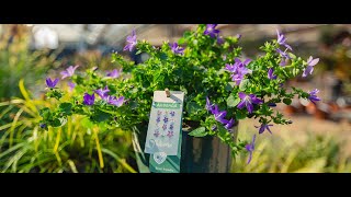 Cinefleur The Hague - Bee friendly with Campanula