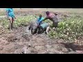 Baby Elephant Rescued After Getting Stuck In A Muddy Swamp | Animal Rescue