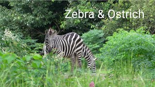 Zebra \u0026 Ostrich 20241005／Toyohashi Zoo \u0026 Botanical Park（non_hoi_park）／4K