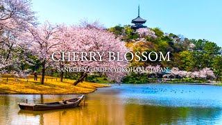 4K FANTASTIC CHERRY BLOSSOM SANKEIEN YOKOHAMA JAPAN  SAKURA WALKING TOUR | 4K Video 60fps NATURE