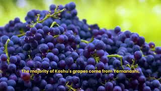 Japanese Koshu grape harvest and production - Wine Part 1