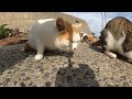 猫島のランチ風景！たくさんの猫達が夢中になってカリカリを食べる