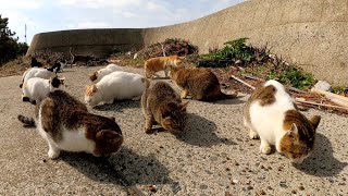 猫島のランチ風景！たくさんの猫達が夢中になってカリカリを食べる