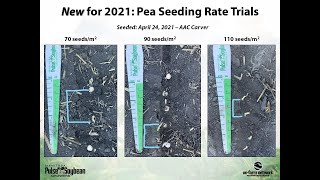 *NEW* for 2021: Pea Seeding Rate Trials