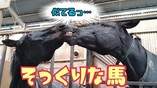 君たち兄弟！？見た目が似てる馬【ツルマルボーイ様のシモベ】