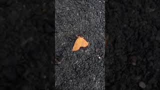 Yellow moth on the road 路上的黄蛾 Желтый мотылек на дороге 道路上の黄色い蛾 Polilla amarilla en el camino 道路上の黄色