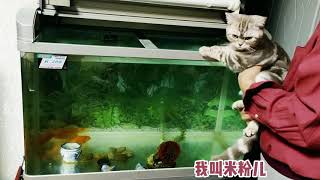 猫咪米粉儿被爷爷抱着观赏鱼缸，真是个好奇猫宝宝