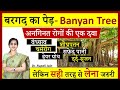 Amazing Health Benefits of Banyan Tree (बरगद का पेड़ - वटवृक्ष)|आज के समय का कल्पवृक्ष -बरगद के फायदे