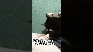 ハチワレ猫#【キキとジジ】自分の時間は大事です😎