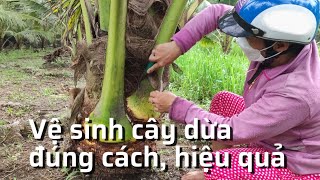 Vệ sinh cắt xơ cây dừa xiêm đúng cách mang lại nhiều lợi ích