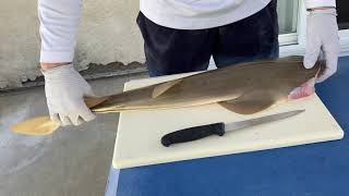 Fillet a Guitarfish- how to fillet a Shovelnose Guitarfish or Shovelnose shark