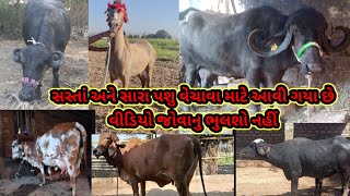 4 જાફરાબાદી ભેસો અને 4 ગીર ગાય અને એક ધોડી  વેચવાની છે #પશુપાલન