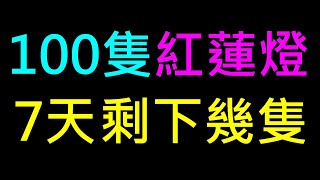 放100隻紅蓮燈7天剩下幾隻