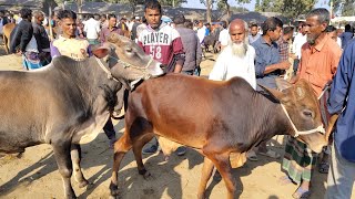 আজ ২৪ ডিসেম্বর ২৪ | মাজারি সাইজের ৬০ থেকে ৭০ হাজারের মধ্যে ষাঁড় গরু কিনছেন কুমিল্লার খামারী