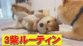 Breaking into my brother's Shiba Inu's room? Funny Shiba Inu routine ♪