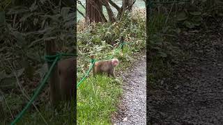 上高地の猿は顔つきが違う　Kamikochi monkey