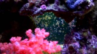 carnation coral spawning