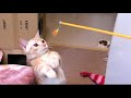 マンチカン猫さん 立ち上がってパンチの連打 munchkin cat stands up and punches it