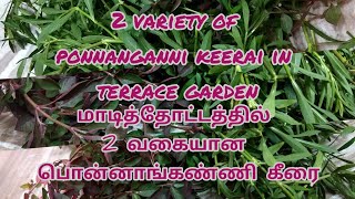 Ponnanganni Keerai In Terrace Garden || மாடித்தோட்டத்தில் பொன்னாங்கண்ணி கீரை