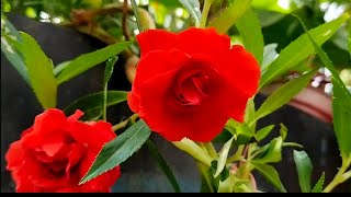 காசி தும்பை பூச்செடி வளர்ப்பு/பால்சம் பூச்செடி வளர்ப்பு/balsamplant care tips grow rose balsam plant