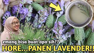 SENANGNYA PANEN LAVENDER DARI KEBUN. BIKIN DIY LAVENDER SALVE