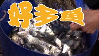 英子爸深夜出門幫忙，表叔家拉來三百斤土鯽魚，魚塘終於竣工了【小英子和小萍子】