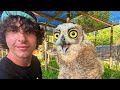 Eating ALL My Owls (Apology Video)