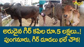 Cow Market | అరుదైన గిర్ కపిల రూ.5లక్షలు..! పుంగనూరు దూడలు! Chintalkunta Pasuvula Santha | Tone Agri