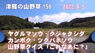 津軽の山野草156(ﾔｸﾞﾙﾏｿｳ・ｸｼﾞｬｸｼﾀﾞ・ｶﾝﾎﾞｸ・ﾂｸﾊﾞﾈｿｳ・山野草ｸｲｽﾞ)