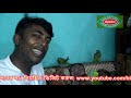 ডলার আয় করে টিয়া পাখি । parrot earning dollars