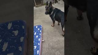 シェパード犬　守るべきものを知っている#番犬#大型犬#訓練