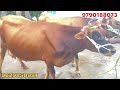 அதிக கரவைத்திரனில் மாடுகள்விற்பனை @lakshmi dairy farms cow dairy farming sales sale good farm