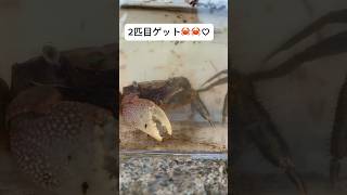 カニ釣り🎣🦀しました🦀♬ #蟹　#カニ釣り　#カニ　@Msotachannel