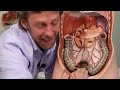 Abdominal organs (plastic anatomy)